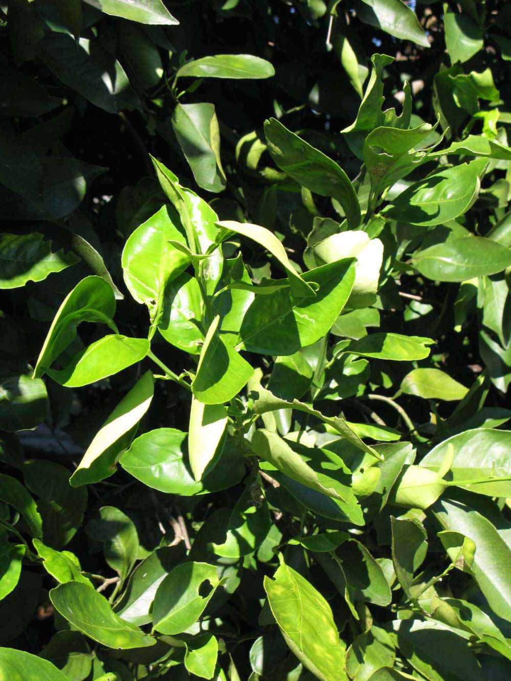              Sun leaves (Winter Haven, FL)       